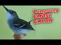Download Lagu Tak lama langsung EMOSI, Suara ciblek semi pancingan ciblek semi agar cepat bunyi.