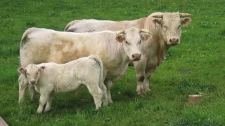 baby mozart remake part 2