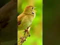 Download Lagu SUARA BURUNG SIKATAN LONDO MANTAP UNTUK MASTERAN #birds #shorts #sikatanlondo #nightingale #birds #