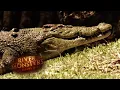 Saltwater VS Freshwater Crocodiles CROCODILE River Monsters