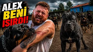 ROTTWEILER ALEX BİR ANDA BENİ ISIRDI! DESTAN KÖPEKLERE AYAR VERDİ