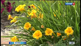 «Вести Омск», утренний эфир от 15 июня 2023 года