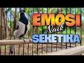 Download Lagu PANCINGAN GELATIK BATU UNTUK MENAIKKAN EMOSI PASTI LANGSUNG NYAUT SEKETIKA