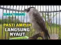 Download Lagu Suara Burung Kutilang Gacor Terbaru Pasti Ampuh Semua Kutilang Langsung Nyaut Bunyi