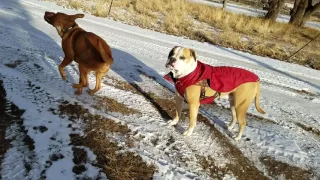 Scarlet - All Aboard Rescue