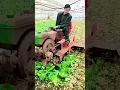 Lagu Mesin canggih petani untuk menghancurkan sayuran kubis #shorts