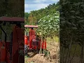 Download Lagu Digging kudzu roots #plantlover#digging#vegetablegarden #farming