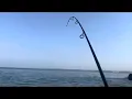Download Lagu Punto INFESTADO de PARGOS || PESCA con CAMARÓN VIVO 🎣🔥