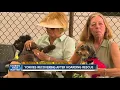 Yorkies recovering after hoarding rescue