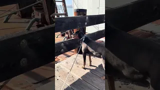 .. #fyp #dream #doberman #pets #YouTube