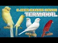 Download Lagu 6 JENIS BURUNG KENARI TERMAHAL