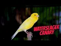 Download Lagu Canários WATERSLAGER CANTANDO - A VOZ DESSE CANÁRIO BELGA FAZ TODOS CANTAREM JUNTO