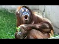 Download Lagu You Will Die Laughing At These Animals 🤣 Funny Animals Videos 2025 Download Lagu You Will Die Laughing At These Animals 🤣 Funny Animals Videos 2025