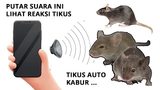 Download Suara Pengusir Tikus Paling Ampuh 2023 MP3