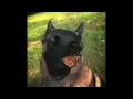 I have no enemies || Dog and butterfly 10hours