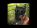 Download Lagu I have no enemies || Dog and butterfly 10hours