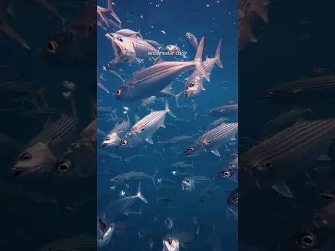 Fiji's Underwater Choir 🐟💙