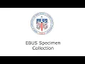EBUS Specimen Collection