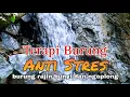 Download Lagu Suara Gemericik Air, Terapi Air Untuk Burung Macet Bunyi, Rajin Bunyi dan Ngeplong