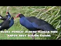 Suara pemikat burung mandar biru ampuh musim kawin ngajak ribut di jamin datang