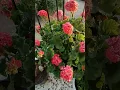 geranium after pruned it for 2 months.