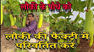 लौकी के पौधे को लौकी की फैक्ट्री कैसे बनाएं ? Grow Bottle gourd as Gourd factory 