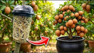 Billion Roots! How to Propagate Sapodilla Tree from Cuttings in Plastic Bottle