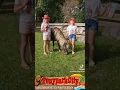 Lagu Nieuw: PONY DIPLOMA ♥ Ponyparkcity - cowboy Hein controleert pony kennis !!