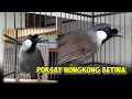 Download Lagu Poksay hongkong betina gacor . Top untuk memancing jantan #poksayhongkong   #poksayhongkongbetina