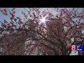 New study finds CT cities worst for seasonal allergies