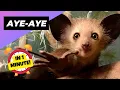 Aye-Aye - In 1 Minute One Of The Rarest Animals In The Wild 1 Minute Animals