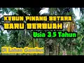Download Lagu Kebun Pinang Betara Super, Baru Berbuah, Umur 3,5 Tahun || Pinang Betara Jambi .. Hp/WA 085364517260