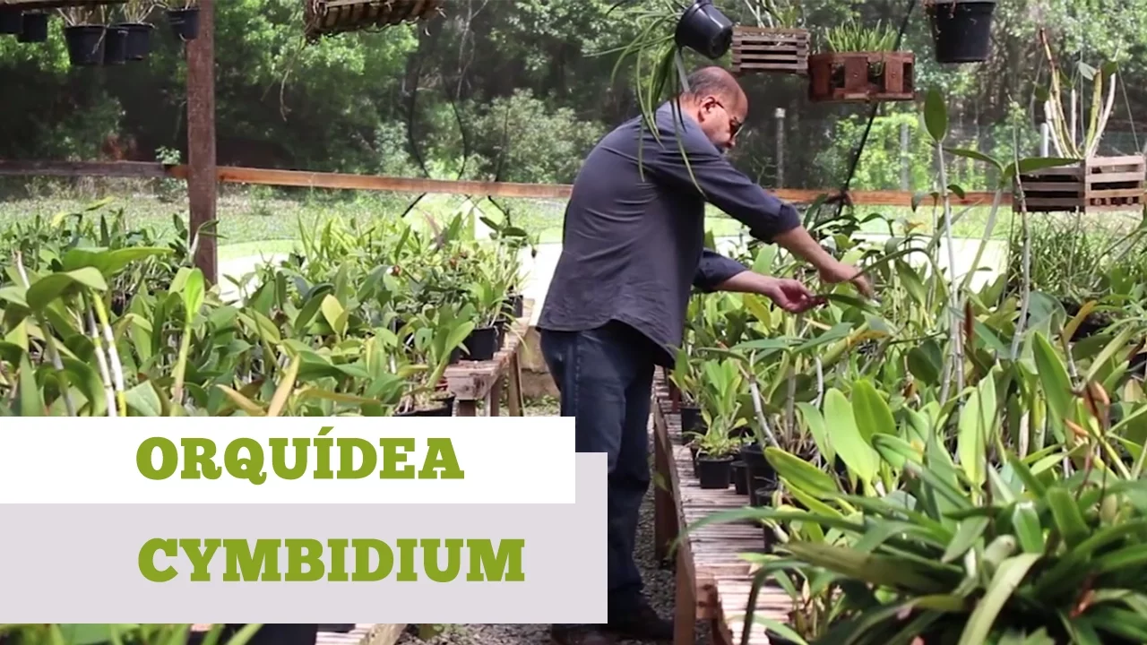 COMO CUIDAR DE ORQUIDEA CYMBIDIUM