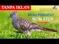 Download Lagu Kicau Perkutut FUll TANPA IKLAN