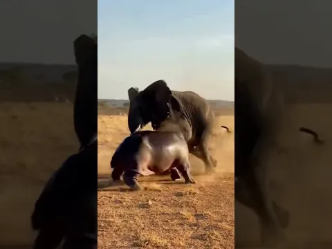 코끼리를 당황하게하는 헤비급 선수 하마 #animals