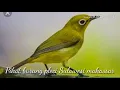 Download Lagu Suara Pikat burung pleci matah putih Asli Sulawesi Selatan.#MuliaJayaChannel#