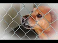 Jacksonville Animal Shelter Provides Care to Local Strays Drop Offs 4K