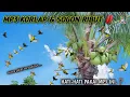 Download Lagu suara pikat burung korlap dan sogon ampuh MP3 no Rungkat ❗
