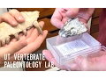 Behind the Scenes in a HUGE FOSSIL LAB Touring the UT Vertebrate Paleontology Laboratory