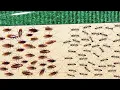 Download Lagu 1000 Cockroaches Versus 1000 Ants... Who Will Win?