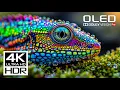 Download Lagu This Will Challenge Your Screen: Most Amazing 4K HDR Dolby Vision Video at 120 FPS