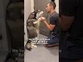 Download Lagu Comforting our sad dog while we move! #dogs #dog #husky #dogshorts #huskies