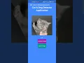 Cat Dog Classifier - An Artificial Intelligence Mobile Application developed by Flutter Dart