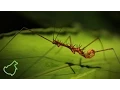 Download Lagu Bukit Sapat Hawung - Expedition in to the Heart of Borneo (English \u0026 HD)