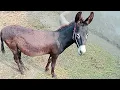 Donkey first meeting process HORSE Breeding complete process Horse and Donkey meeting