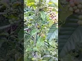 Download Lagu panen kopi  robusta #djremix #automobile #lagu #sawah #suasanayangindah #sunda #wisata