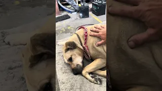 Coworkers pup .. #fyp #dream #pets #vlog