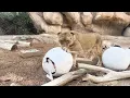 Download Lagu Lion Cub Gender Reveal!