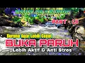Lagu Semua Jenis Burung Cepat Buka Paruh, Terapi Air \u0026 Burung, Suara Hutan Alam Bebas Part 18
