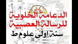 الدعامة الخلوية للرسالة العصبية سنة اولى علوم 